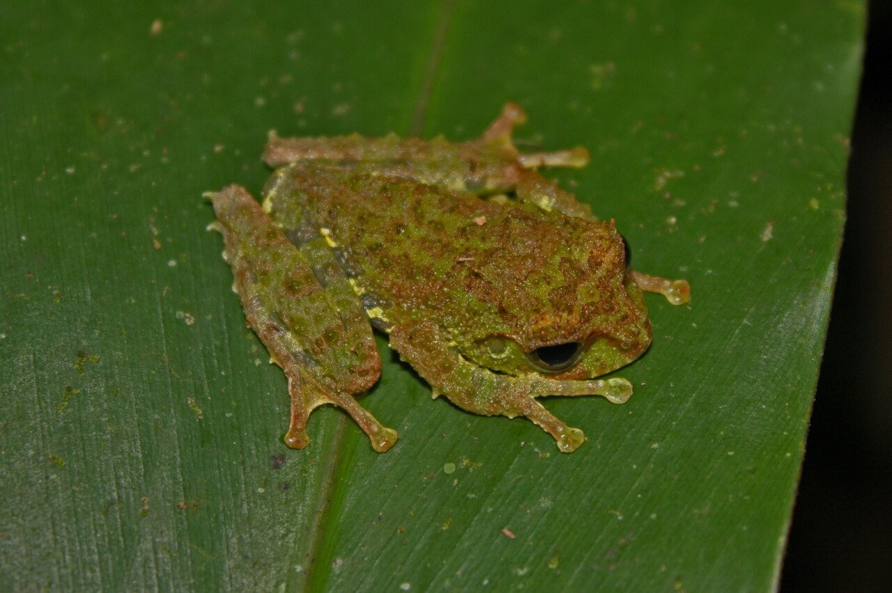 Everett's Tree Frog reference
