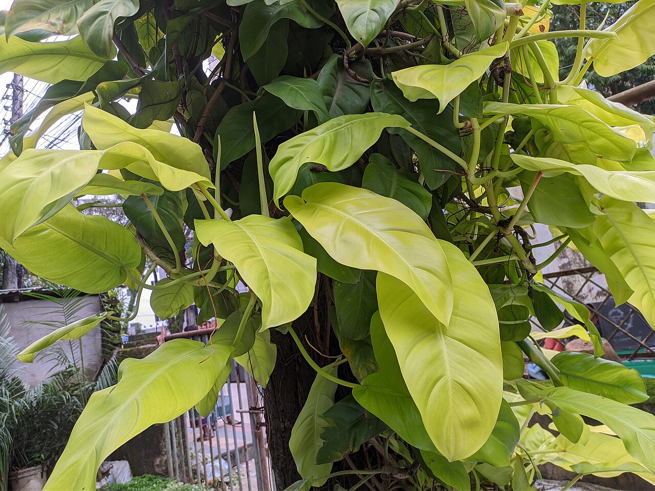 Spade-leaf Philodendron reference
