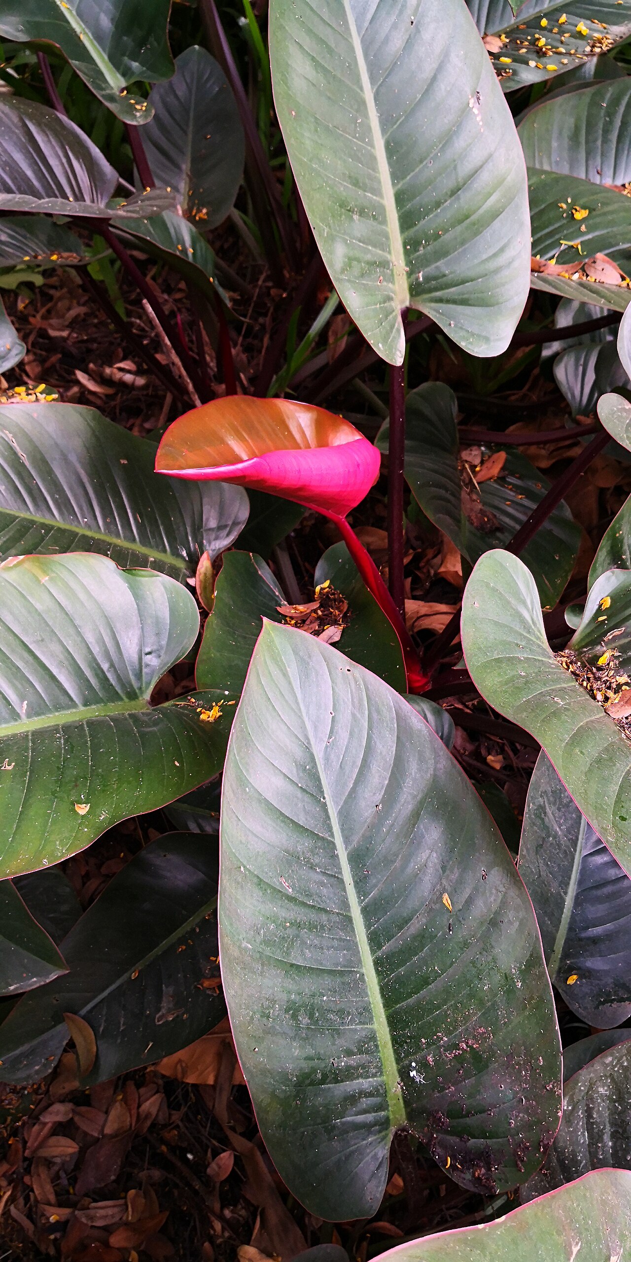 Blushing Philodendron reference