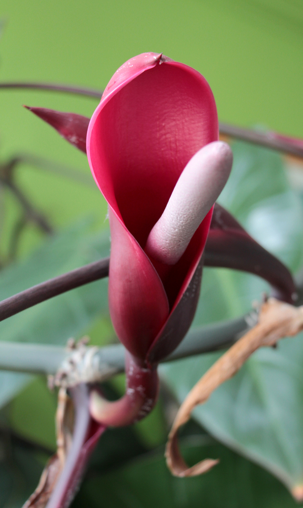 Blushing Philodendron reference