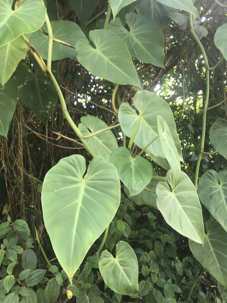 Heart-leaf Philodendron reference