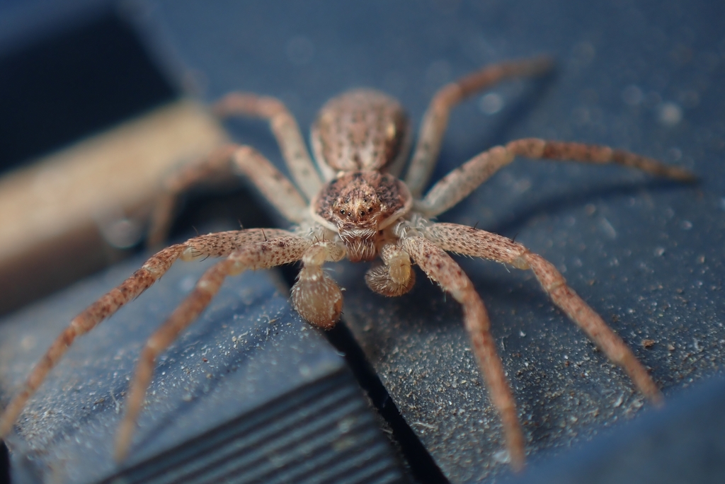 Eurasian Running Crab Spider reference