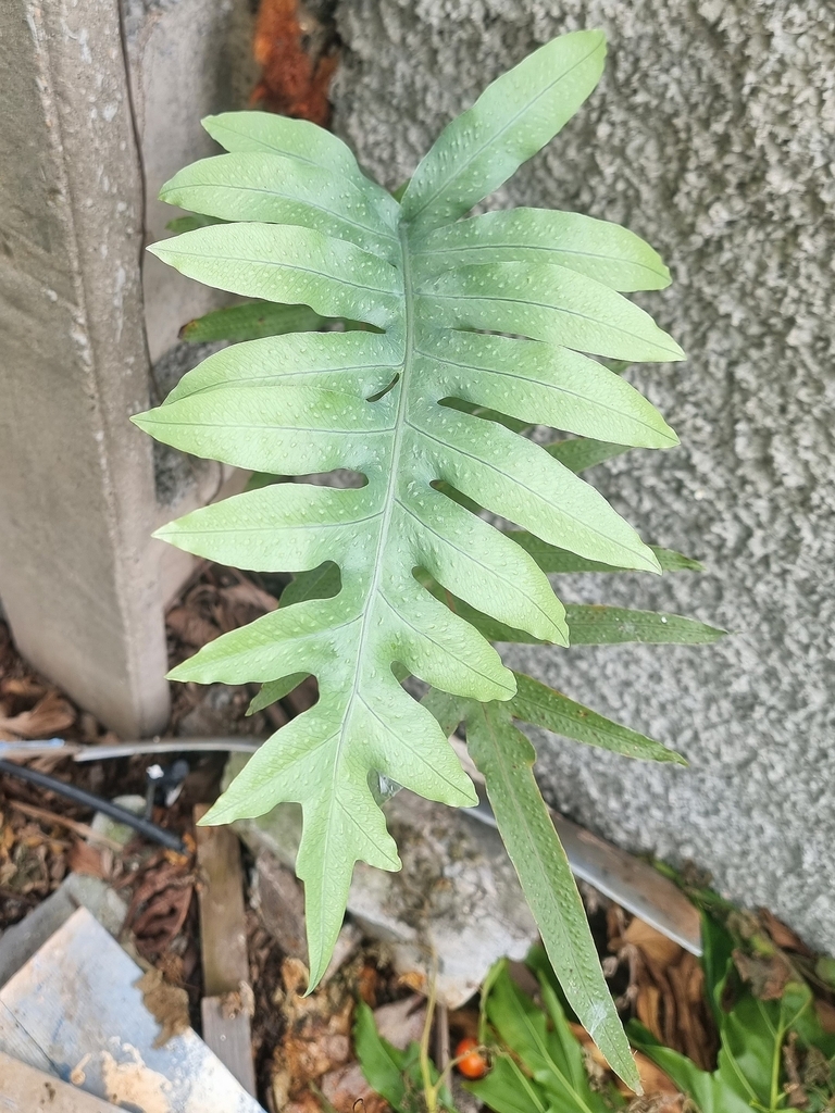 Golden Polypody reference