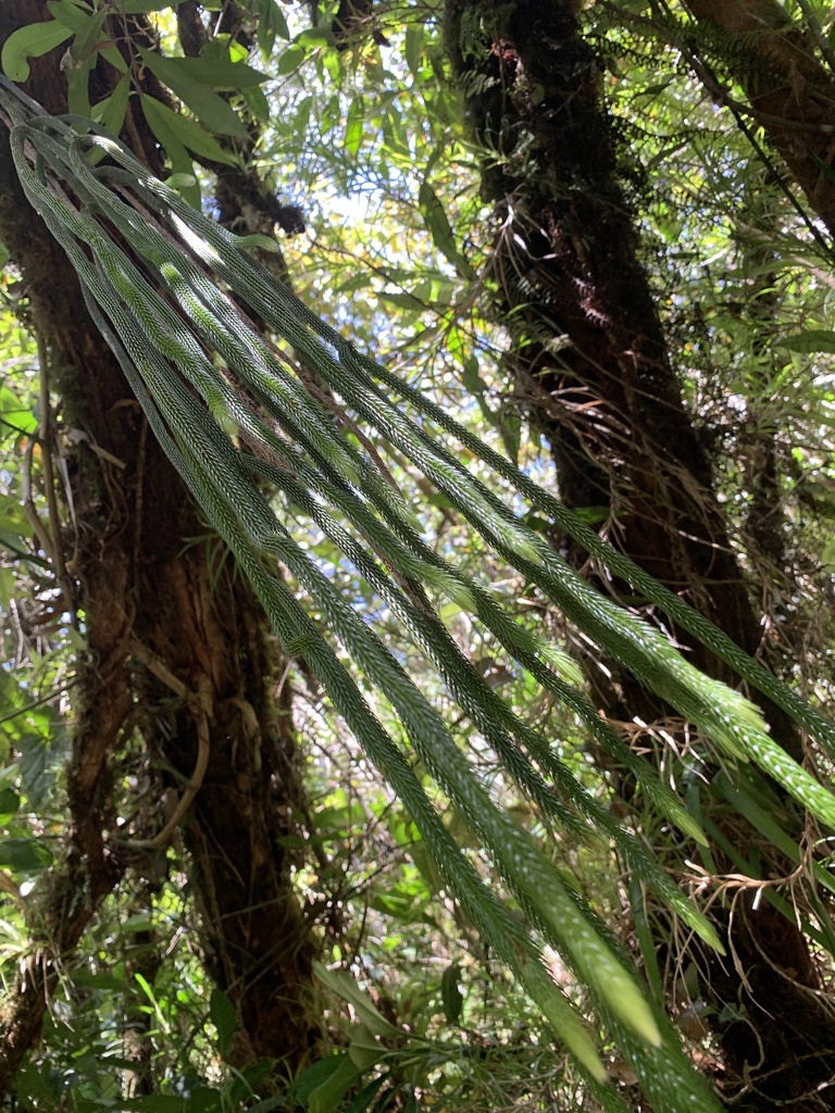 Tropical Clubmoss reference