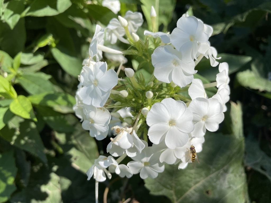 fall phlox reference