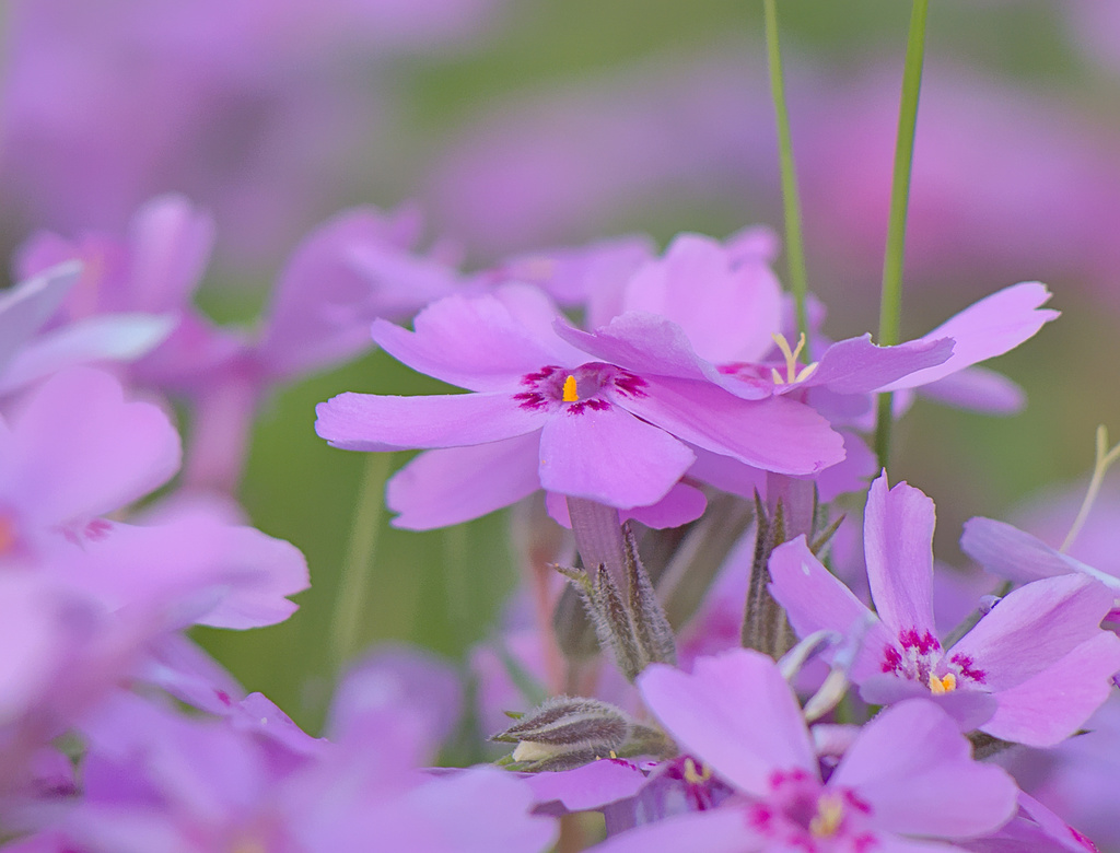 moss phlox reference