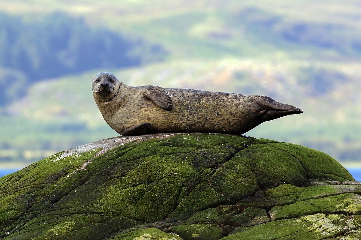 Harbor Seal reference