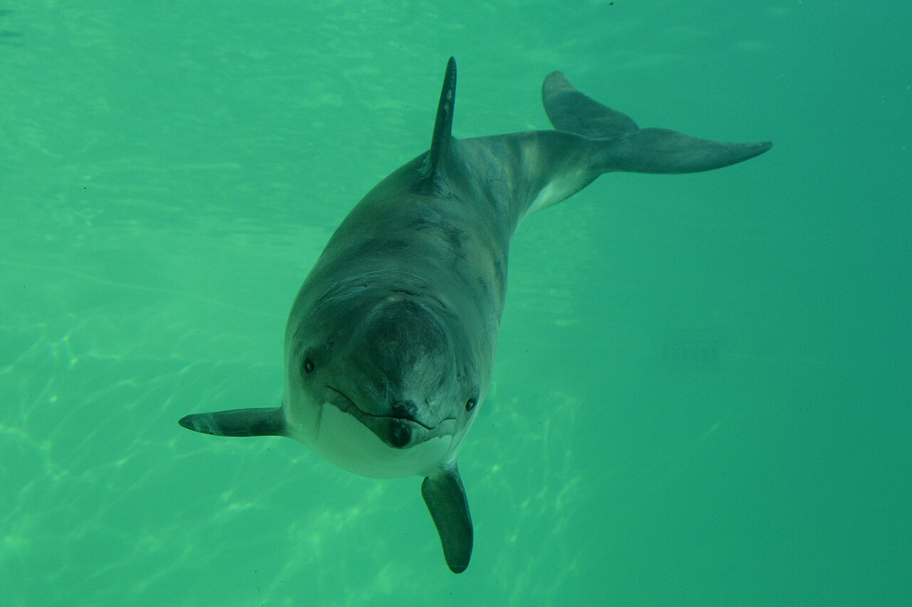 Harbour Porpoise reference
