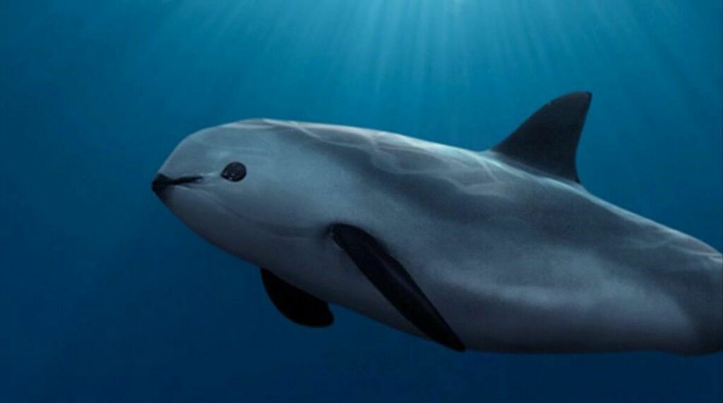 Vaquita reference