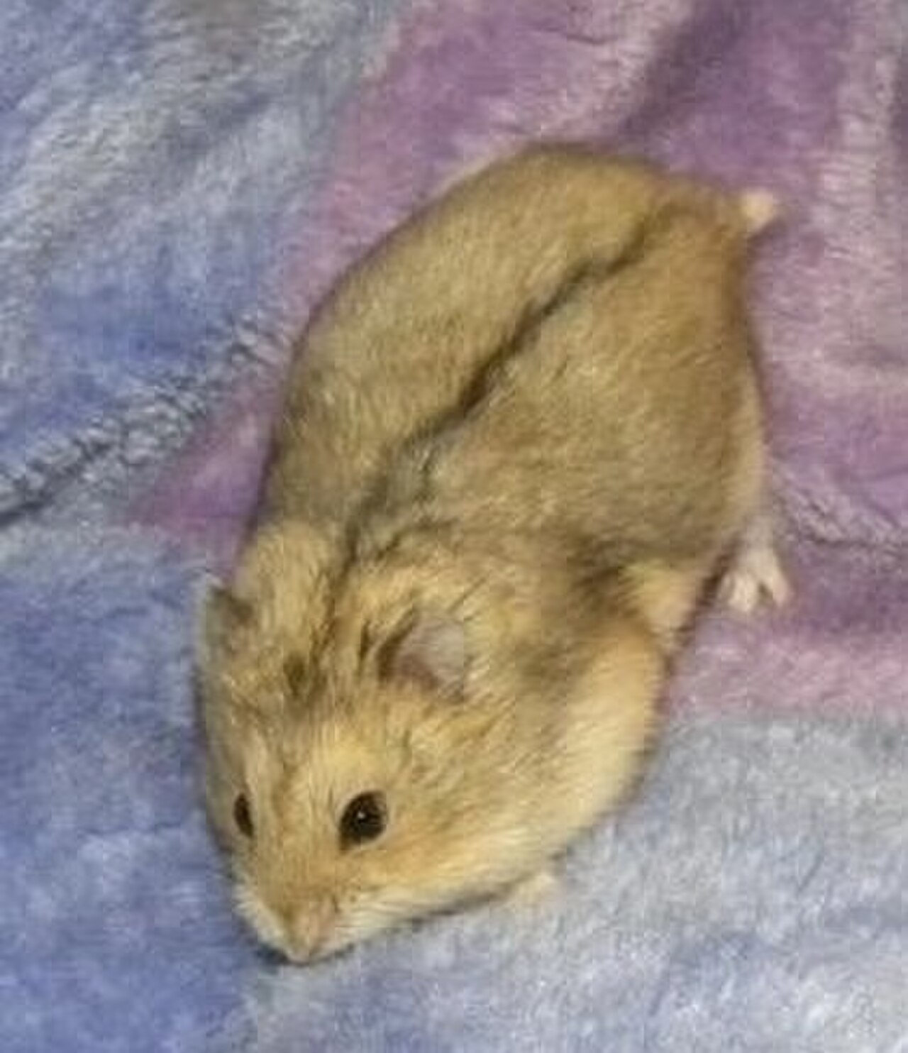 Campbell's Dwarf Hamster reference