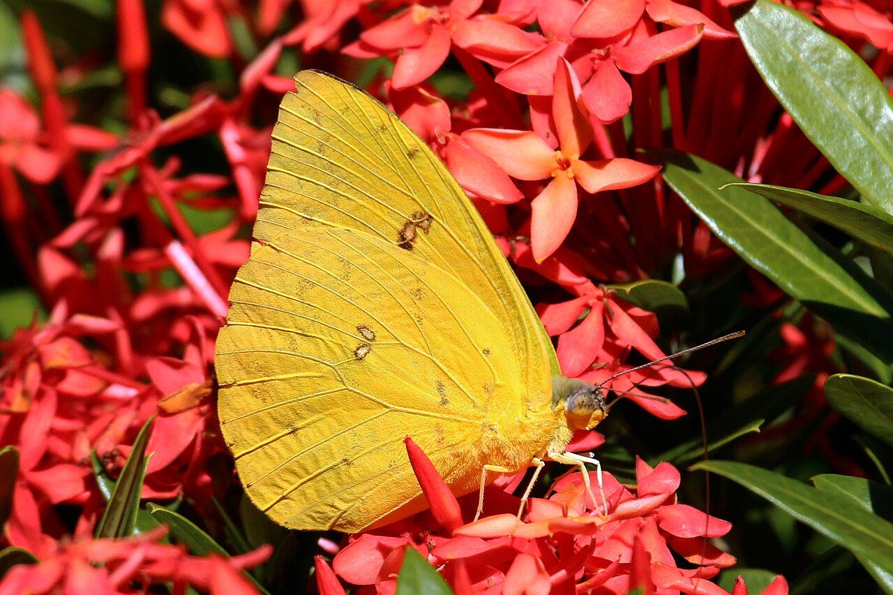 Cloudless Sulphur reference