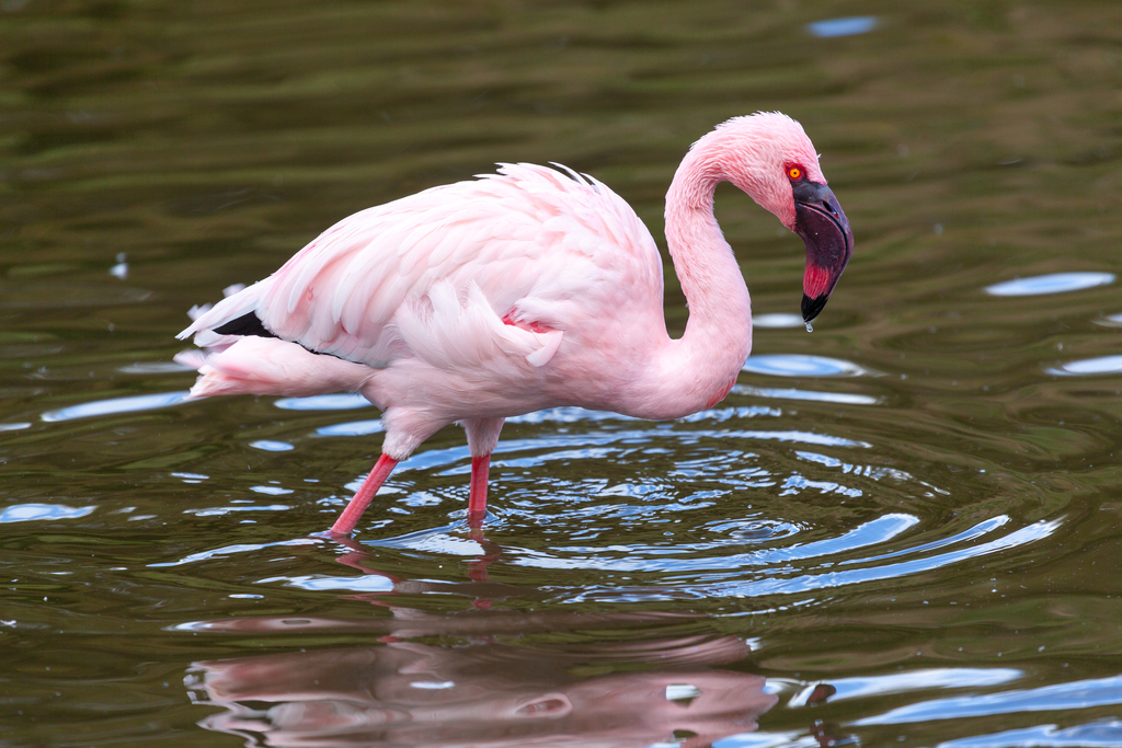 Lesser Flamingo reference
