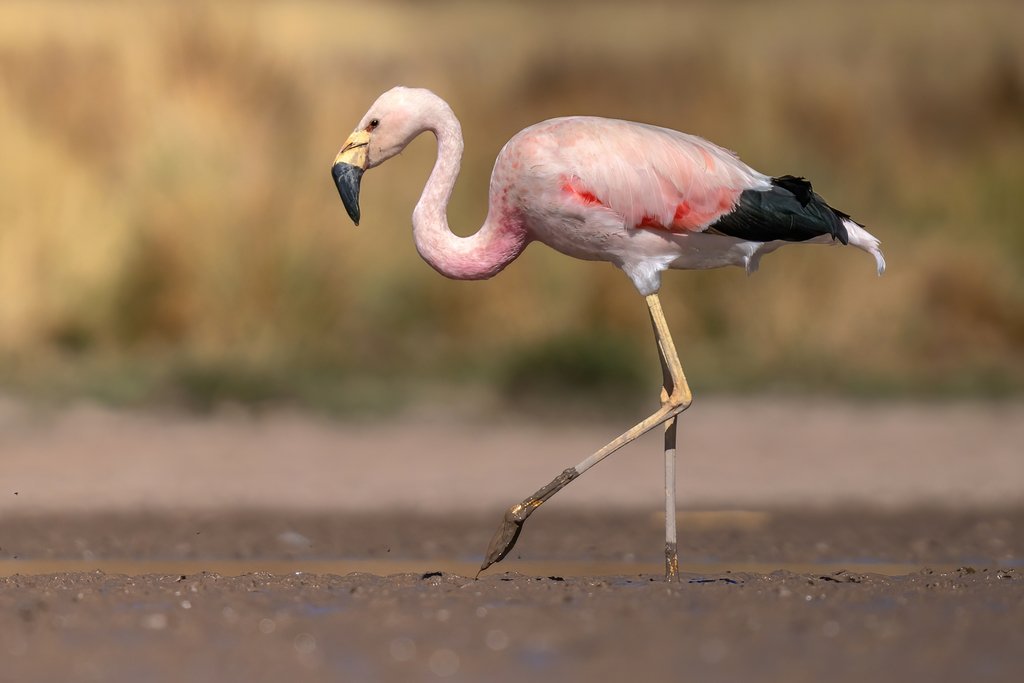 Andean Flamingo reference