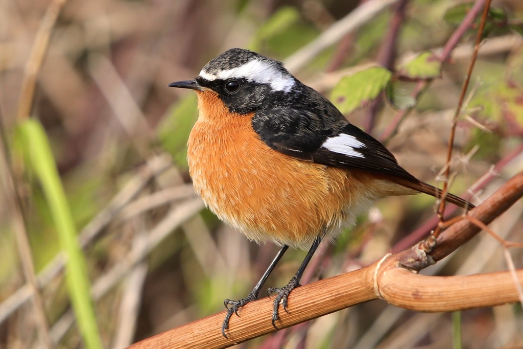 Moussier's Redstart reference