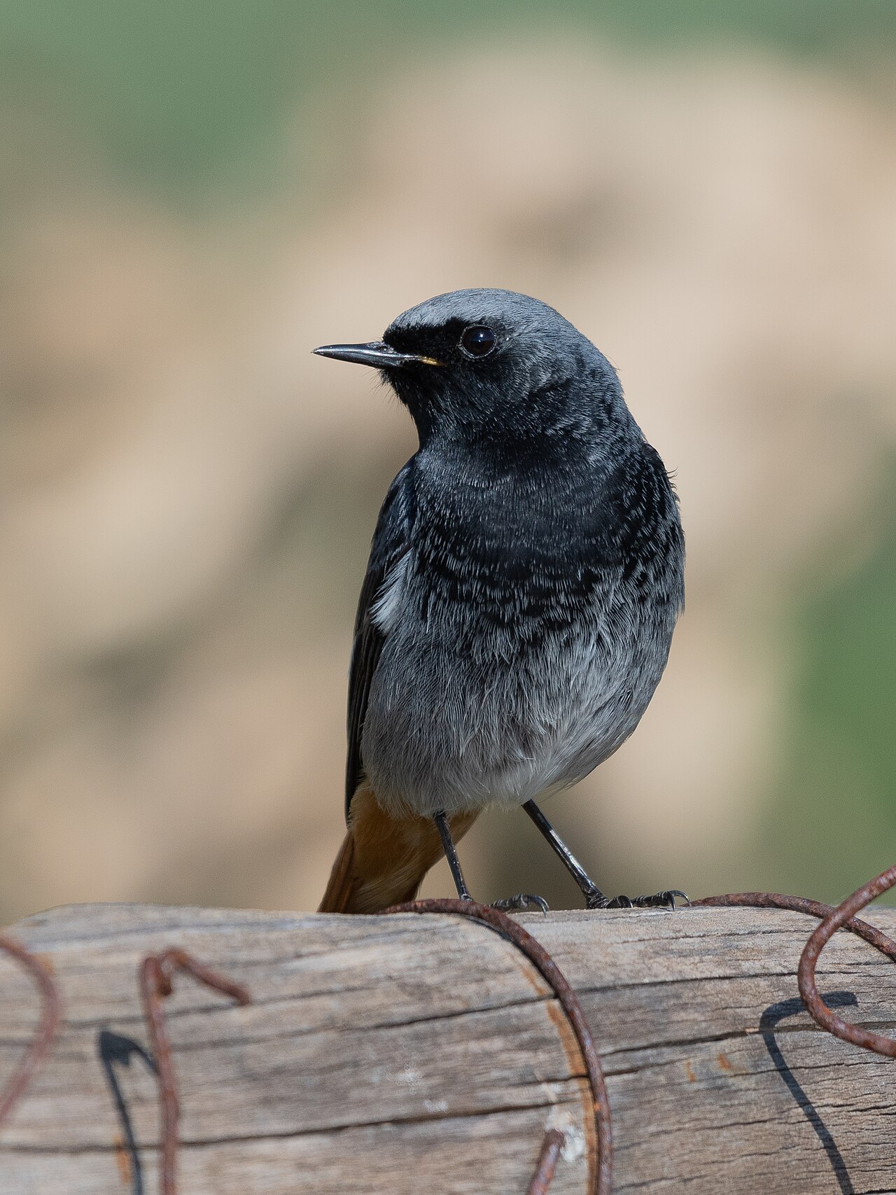 Black Redstart reference