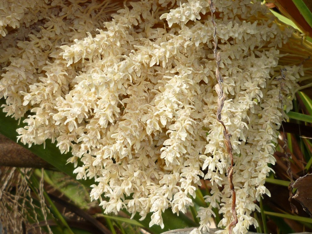 Canary Island palm reference
