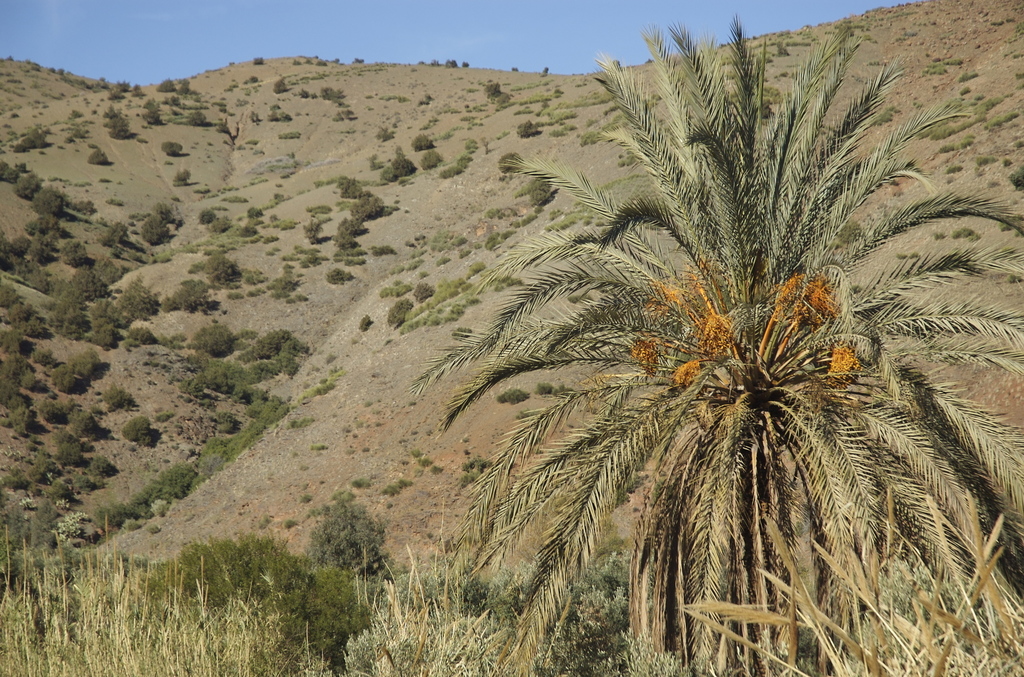 Date Palm reference