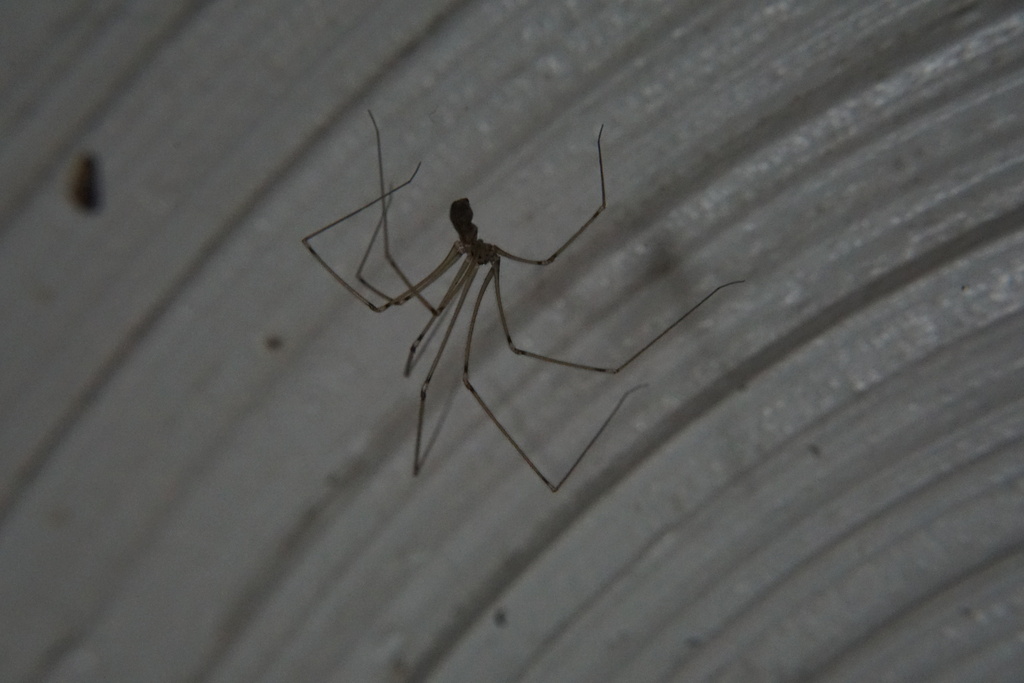 Manuel's Cellar Spider reference