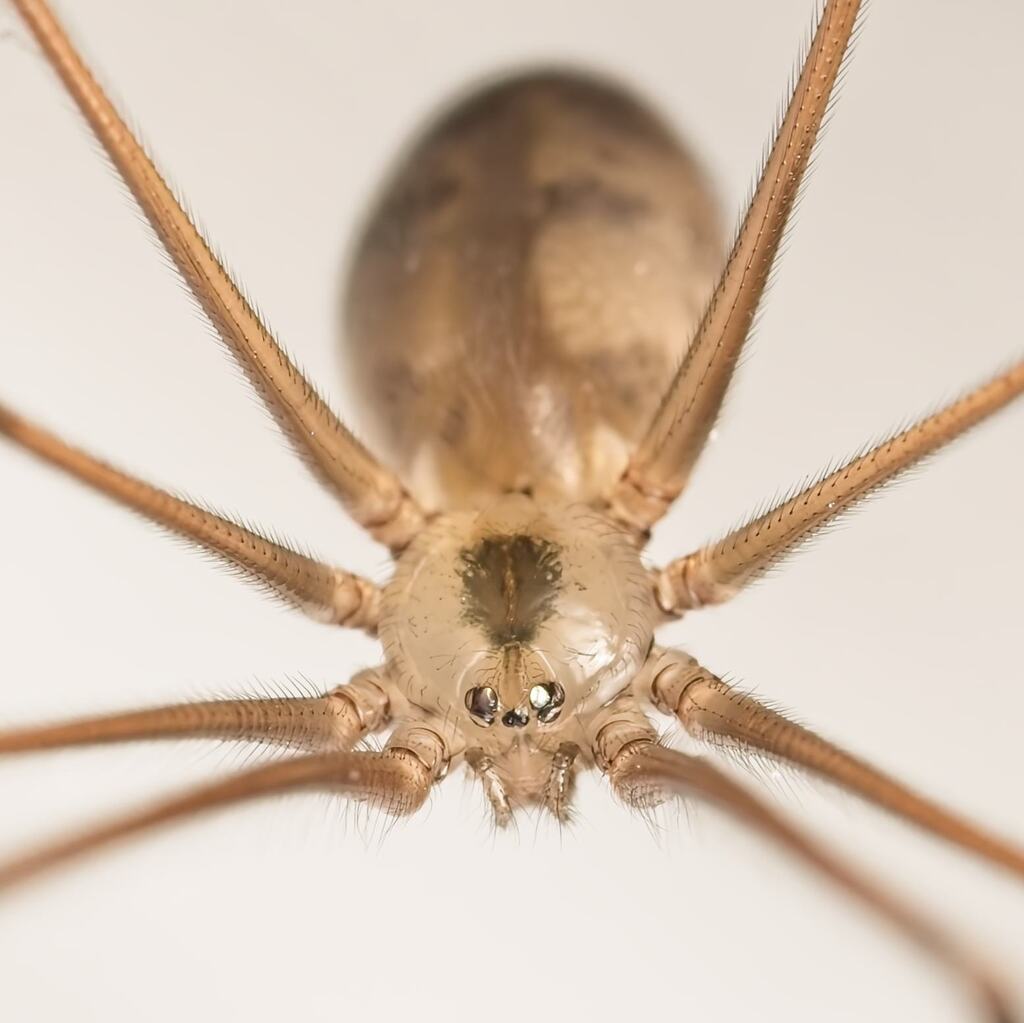 Long-bodied Cellar Spider reference