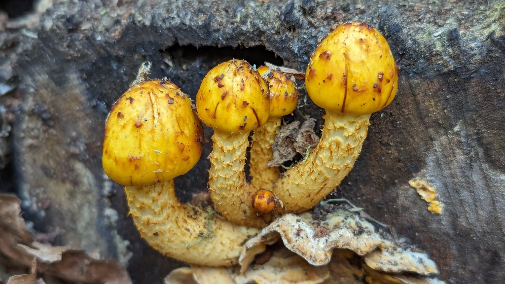 Pholiota limonella reference