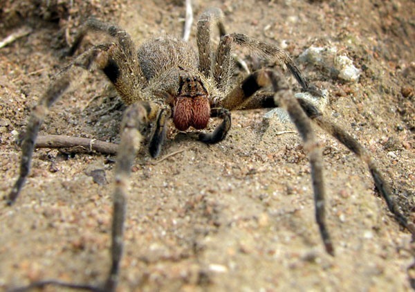 Brazilian Wandering Spider reference