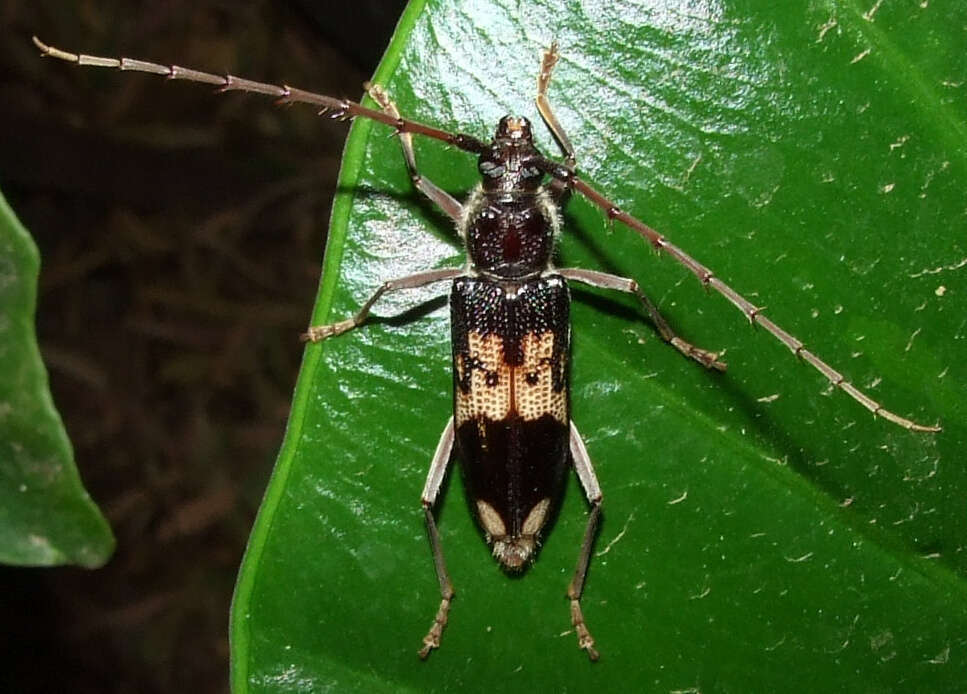 Common Eucalyptus Longhorn reference