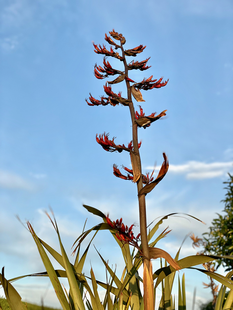 New Zealand flax reference