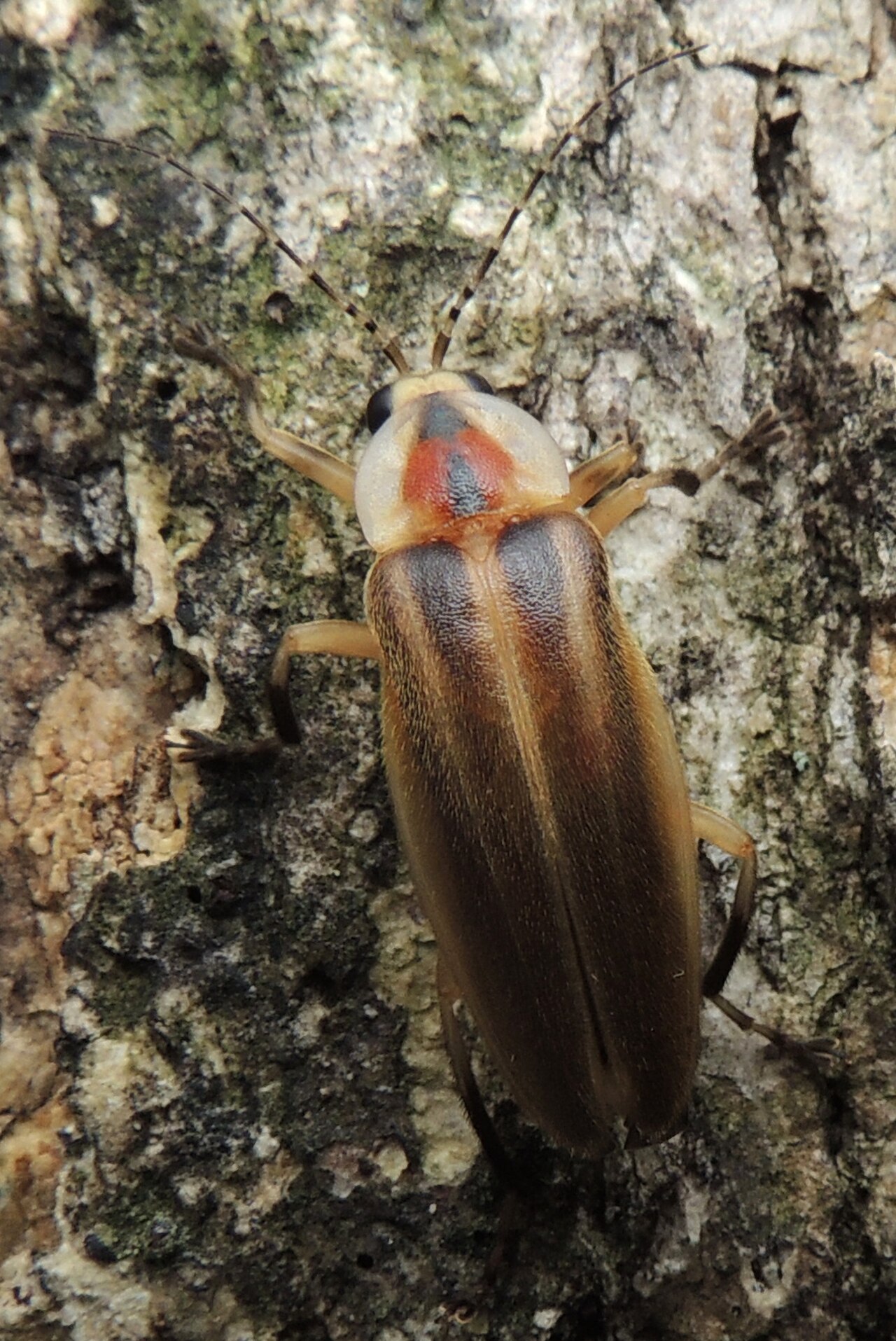 Photuris pennsylvanica reference