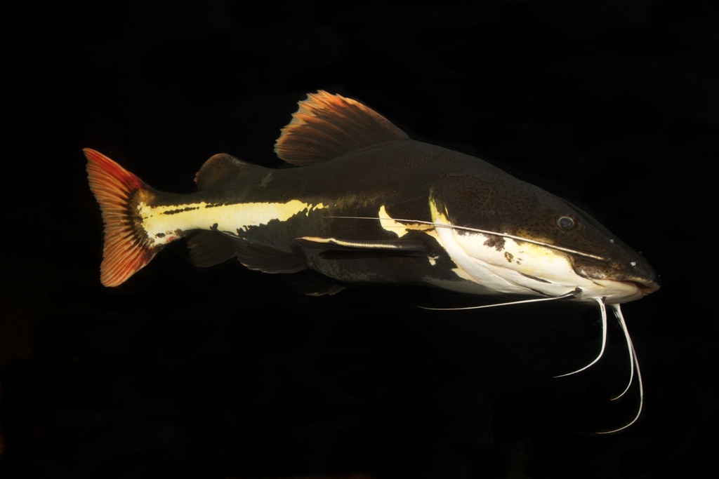 Redtail Catfish reference