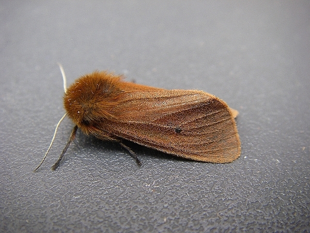 Ruby Tiger Moth reference