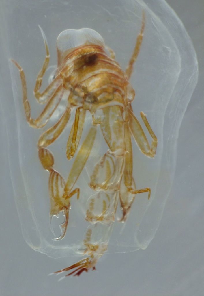 parasitic hyperiid amphipod reference