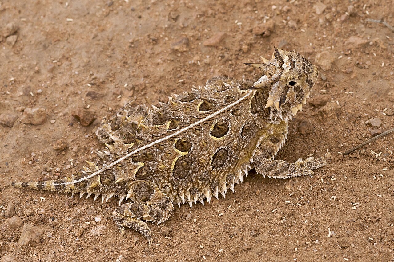 Texas Horned Lizard reference
