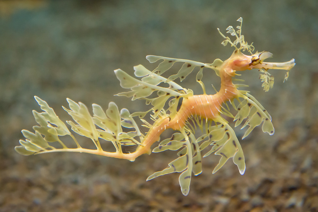Leafy Seadragon reference