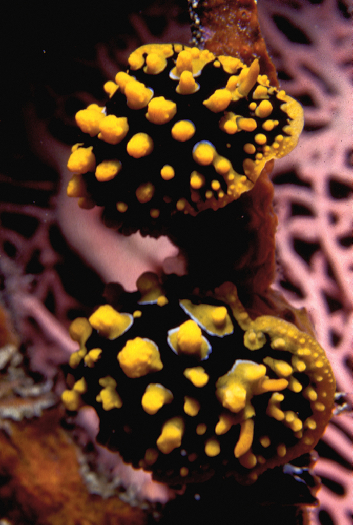 Phyllidia multituberculata reference