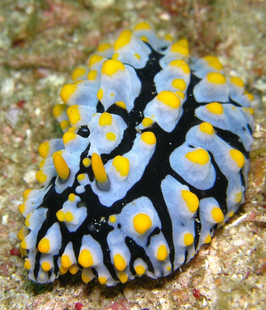 Varicose Wart Slug reference