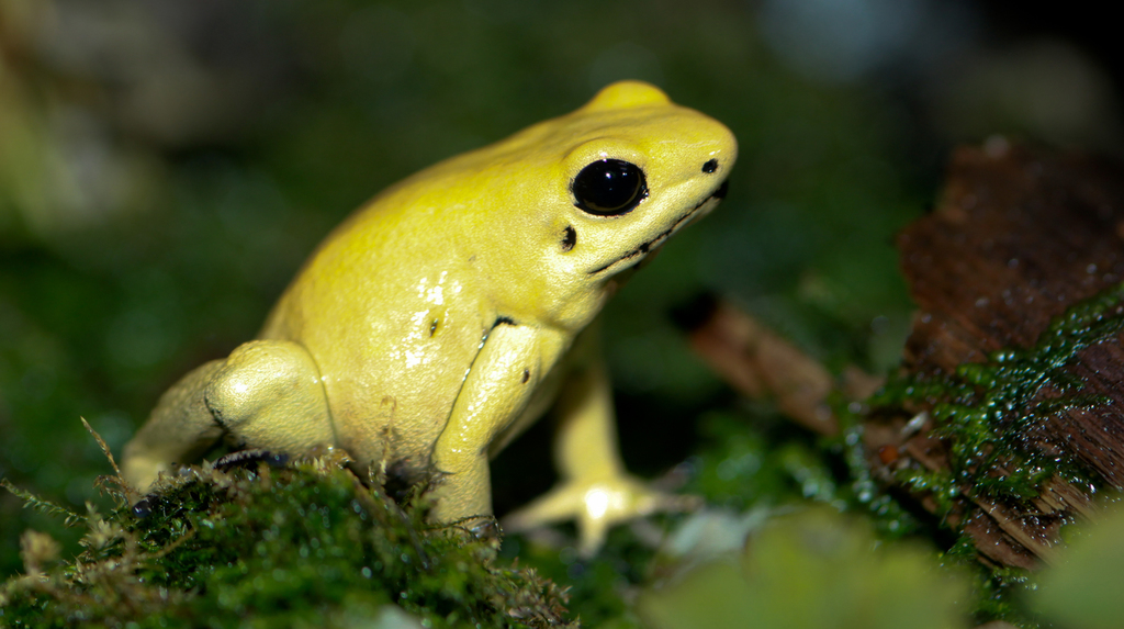 Golden Poison Dart Frog reference