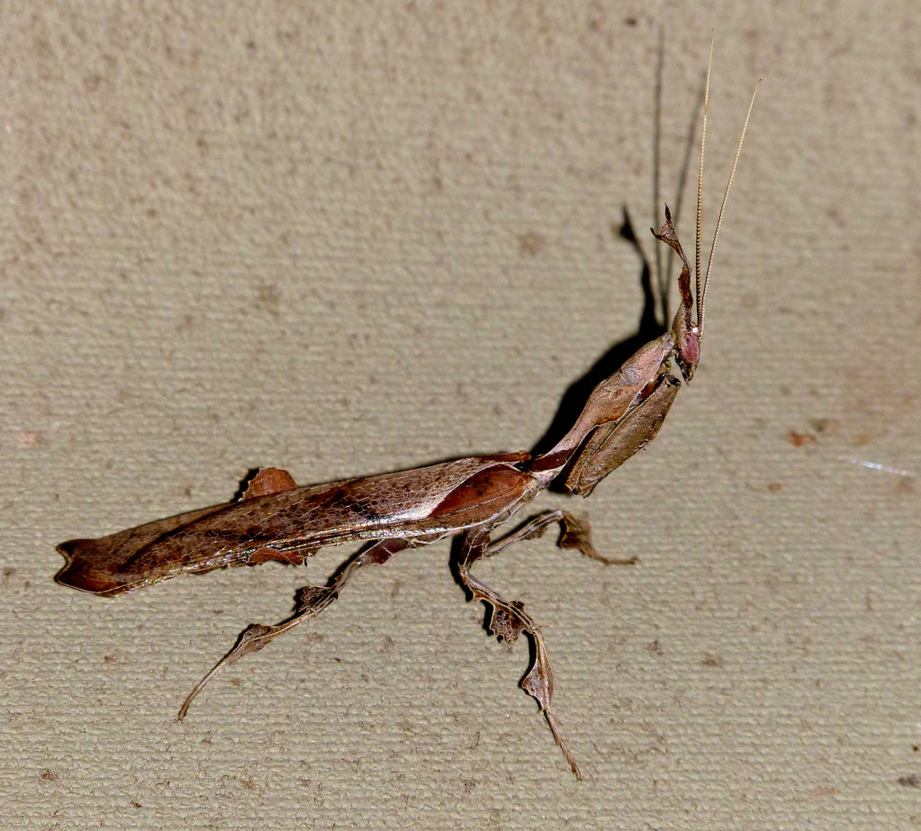 Ghost Mantis reference
