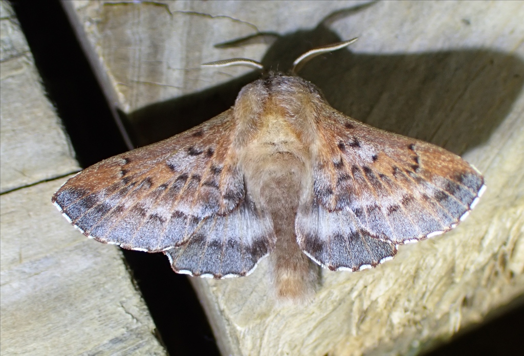 American Lappet Moth reference