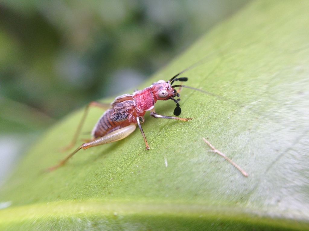 Red-headed Bush Cricket reference