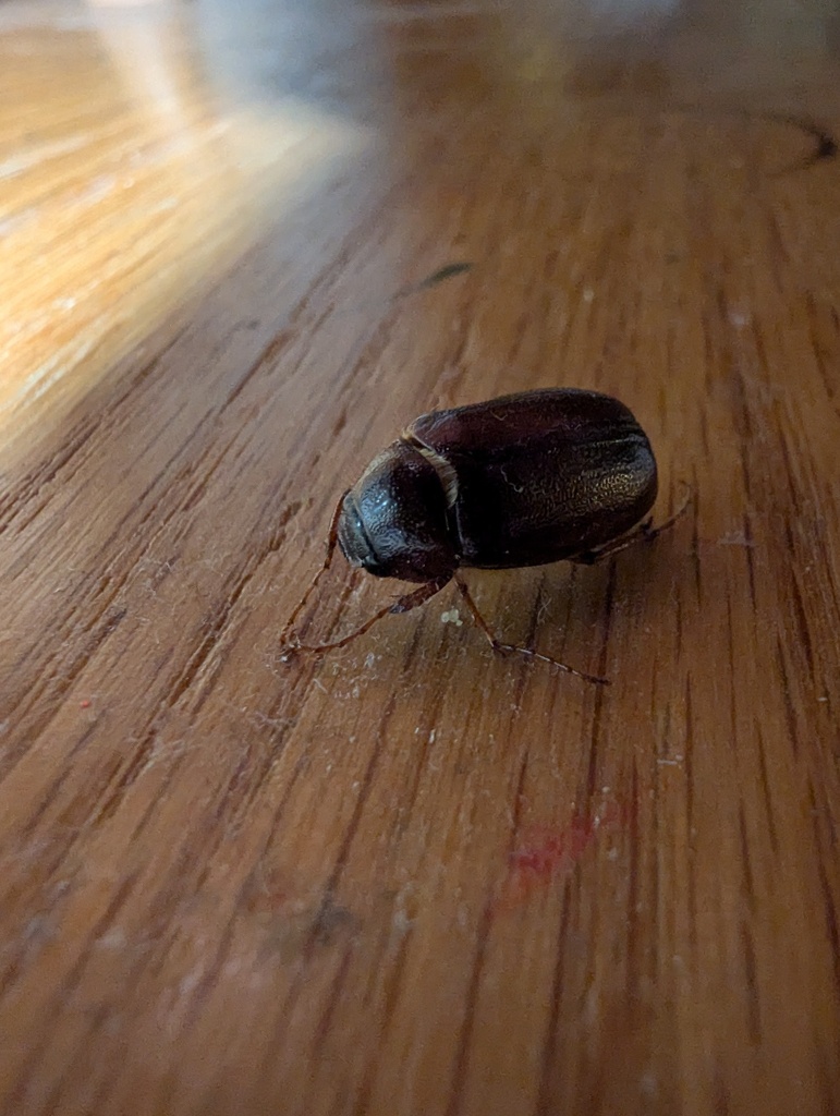 Forest-ogre June Beetle reference