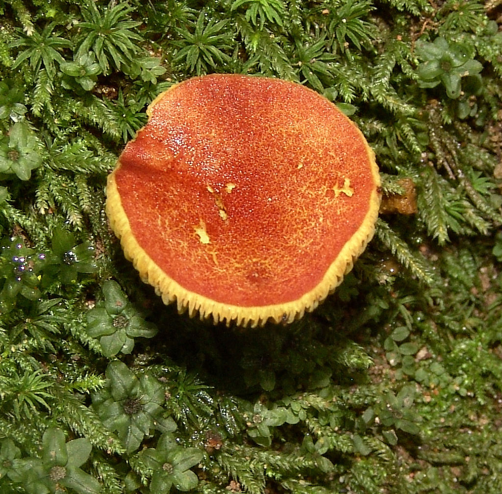 Golden Gilled Bolete reference