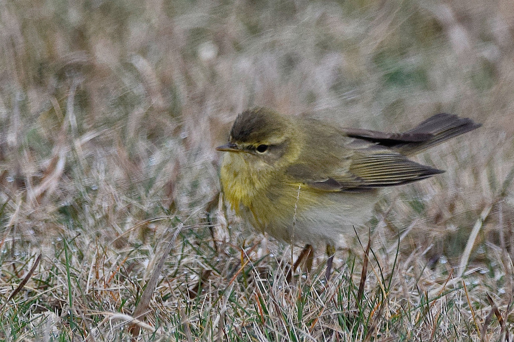Willow Warbler reference