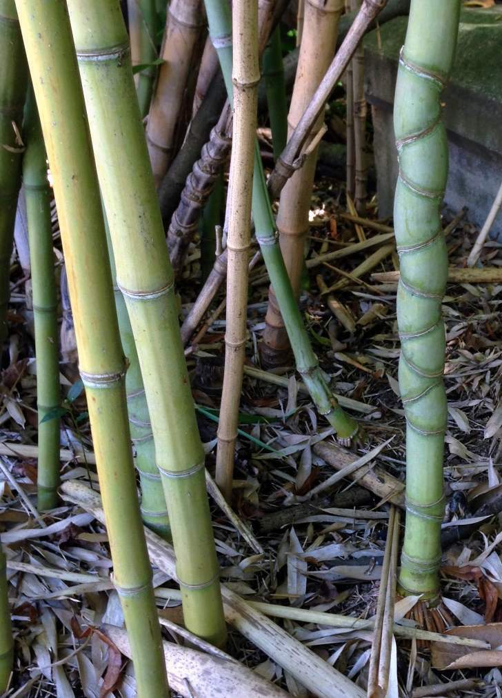 fishpole bamboo reference