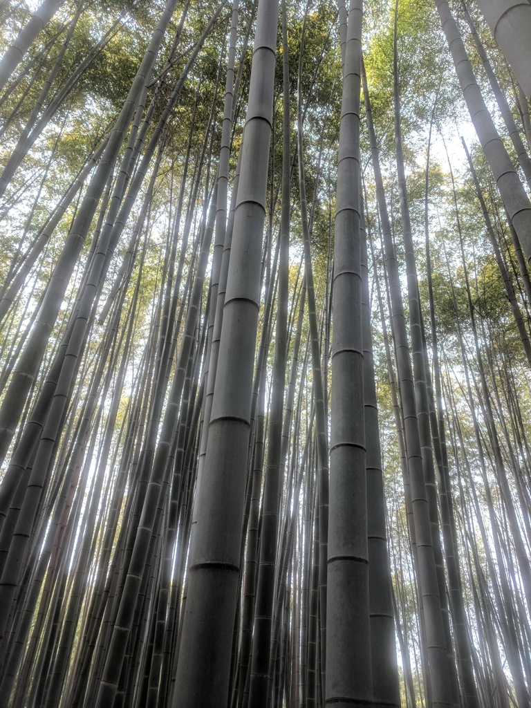 Phyllostachys edulis reference