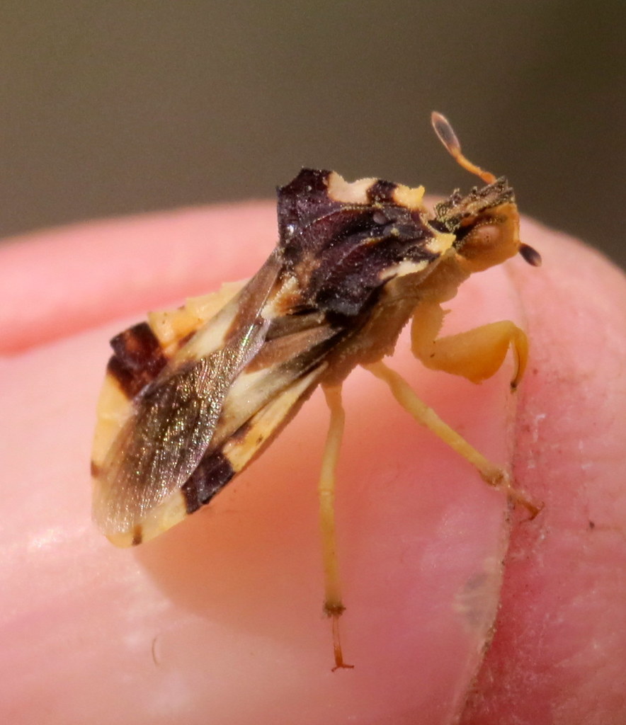 Jagged Ambush Bug reference