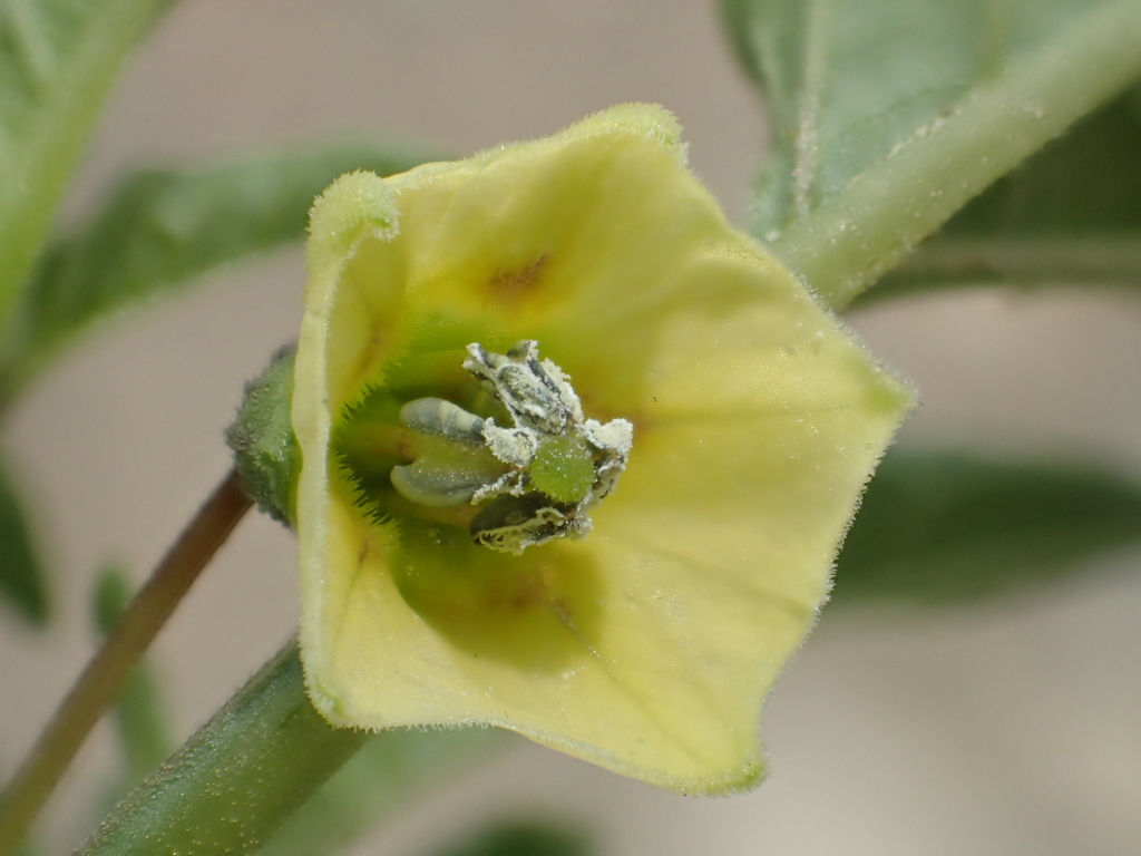 Cutleaf Groundcherry reference