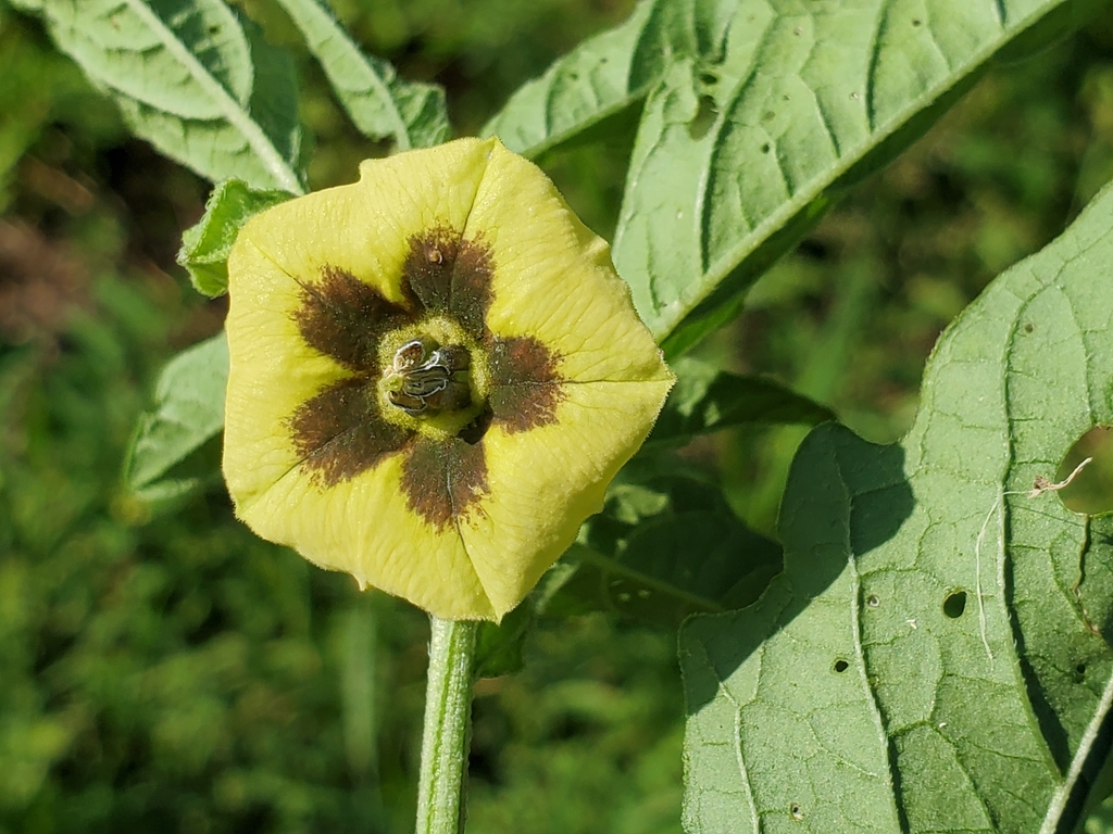 long-leaved groundcherry reference