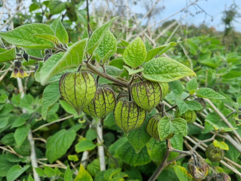 Cape Gooseberry reference