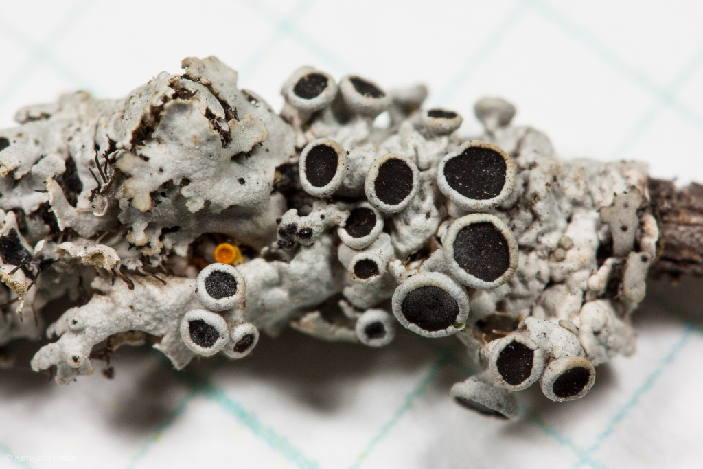 Star Rosette Lichen reference