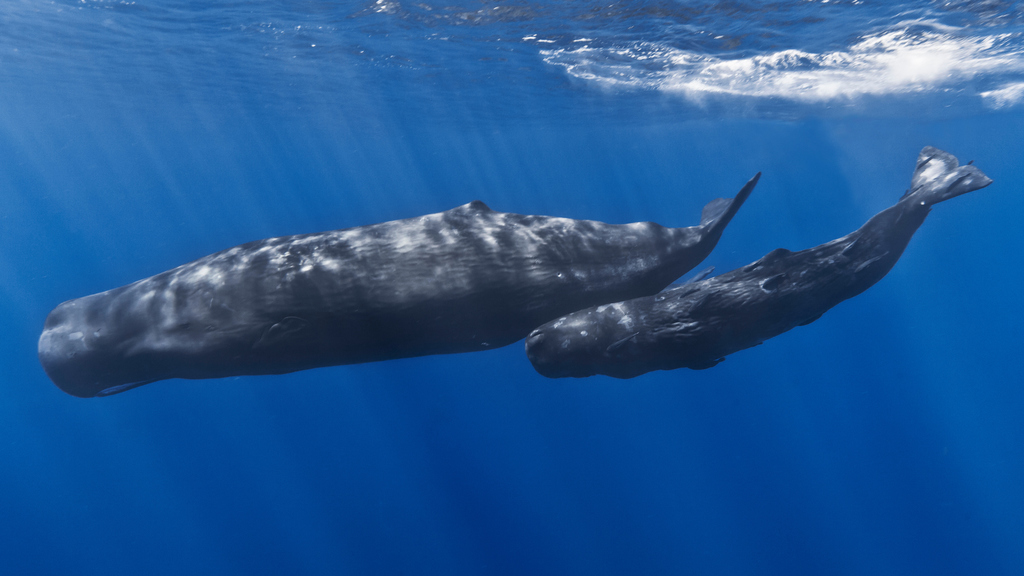 Sperm Whale reference